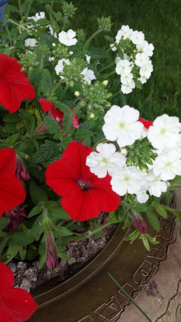 Red Petunia and ?
